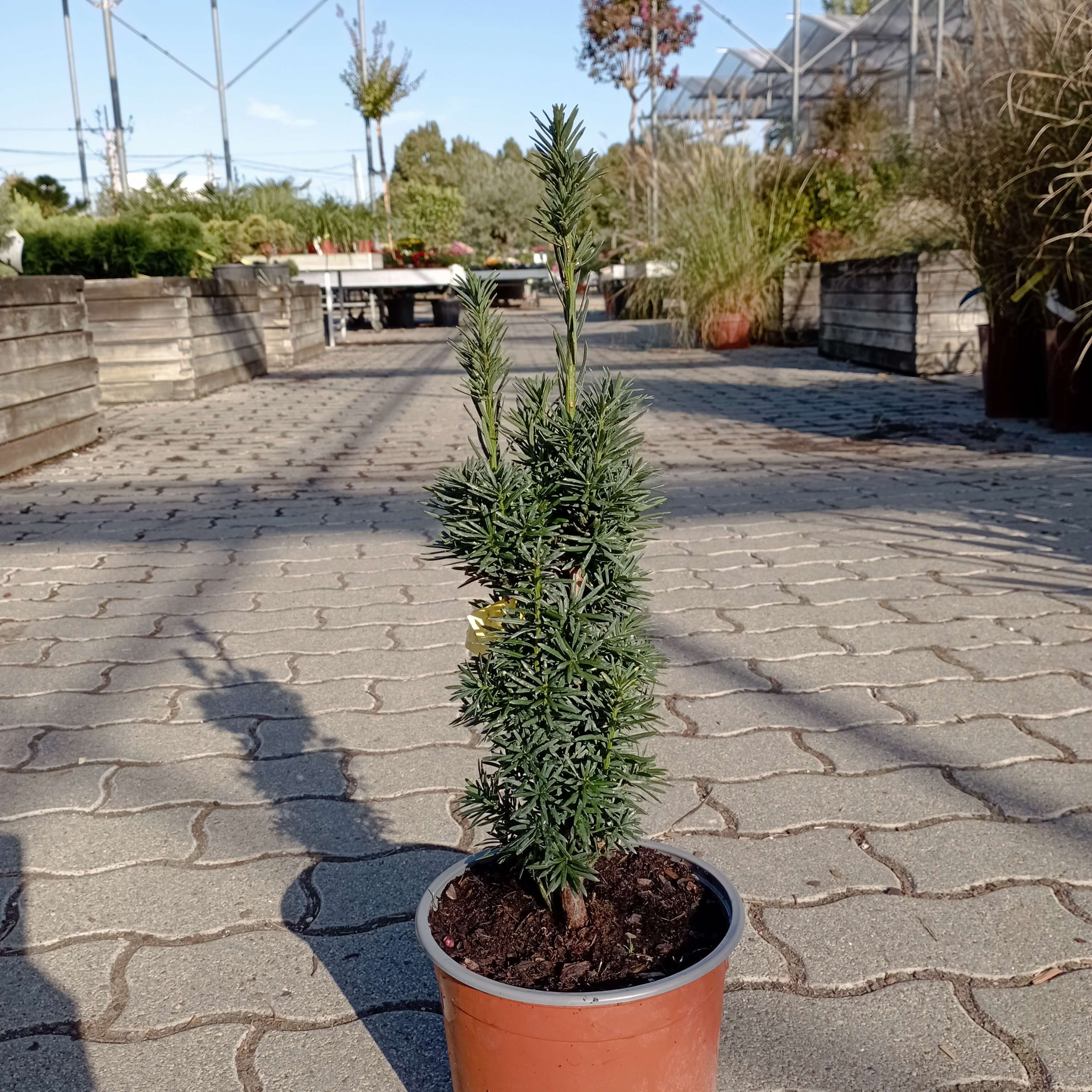 Oszlopos tiszafa Taxus baccata 'Fastigiata Robusta'